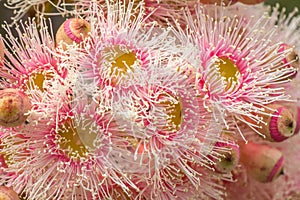 Bright Pink Eucalyptus Flowers, Sunbury, Victoria, Australia, October 2017