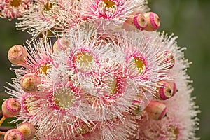 Bright Pink Eucalyptus Flowers, Sunbury, Victoria, Australia, October 2017