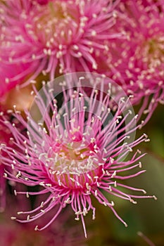 Bright Pink Eucalyptus Flowers, Sunbury, Victoria, Australia, October 2017