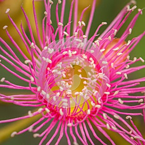 Bright Pink Eucalyptus Flowers, Sunbury, Victoria, Australia, October 2017