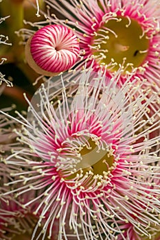 Bright Pink Eucalyptus Flowers, Sunbury, Victoria, Australia, October 2017