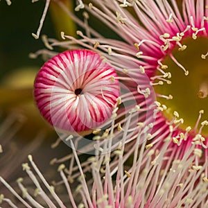 Bright Pink Eucalyptus Flowers, Sunbury, Victoria, Australia, October 2017