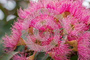 Bright Pink Eucalyptus Flowers, Sunbury, Victoria, Australia, October 2017