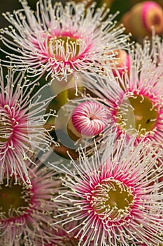 Bright Pink Eucalyptus Flowers, Sunbury, Victoria, Australia, October 2017