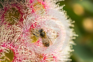 European Honey Bee Feeding on Bright Pink Eucalyptus Flowers, Sunbury, Victoria, Australia, October 2017