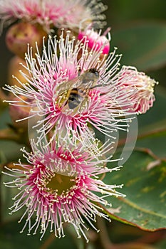 European Honey Bee Feeding on Bright Pink Eucalyptus Flowers, Sunbury, Victoria, Australia, October 2017