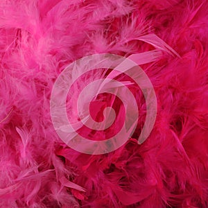 Bright pink feather boas photo