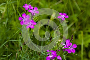 Bright pink field carnations on a background of green grass