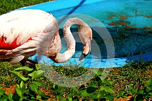 A bright pink flamingo stands on one leg in a zoo