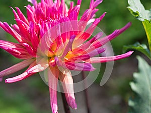 Bright Pink flower blooming