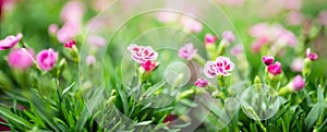 Bright pink flower field in spring