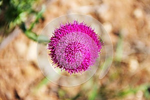Bright pink flower of the medicinal plant thistle on the green stalk. Macro - close-up, bac