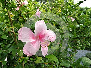 Bright pink flower of purple hibiscus on green leaves natura