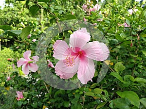 Bright pink flower of purple hibiscus on green leaves natura photo