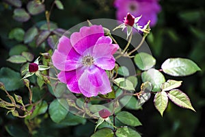 Bright pink flower of a shining rose, latin: rosa nitida photo