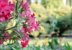 Bright pink flowers of common oleander close-up on the background of botanical garden Spring flowering and landscape