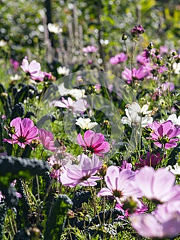 Bright pink flowers in country garden