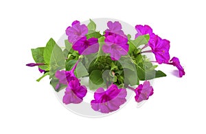 Bright pink flowers with leaves isolated on white background. Mirabilis jalapa