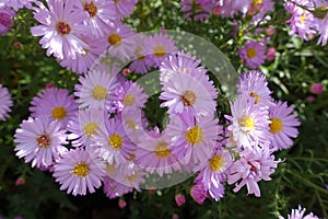 Bright pink flowers of Michaelmas daisies