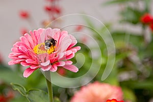 The bright pink flowers in the park. Close-up.