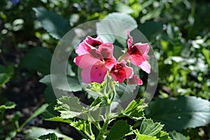 Bright pink flowers of pelargonium grandiflorum. Flowering plant in summer garden