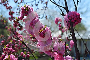 Bright pink flowers of Prunus triloba. Blooming tree in spring garden