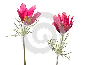 Bright pink flowers Pulsatilla patens