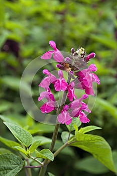 Bright pink flowers of a salvia greggii or autumn sage