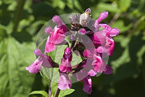Bright pink flowers of a salvia greggii or autumn sage