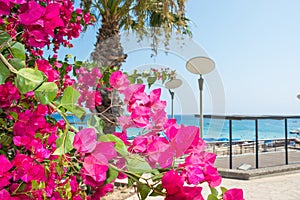 Bright pink flowers and sea views on the coast