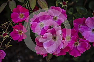 Bright pink flowers of a shining rose, latin: rosa nitida