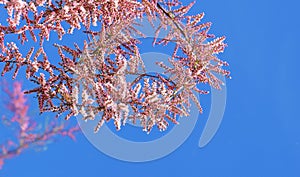 Bright pink flowers of Tamarisk tree against blue sky