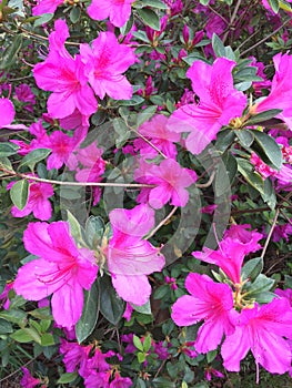 Bright Pink Formosa Azaleas