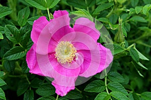 Single pink flower tucked into greenery of bushes in landscaped garden