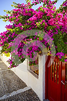 Bright pink frower bush, Santorini, Greece