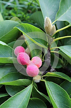 Bright pink fruit, Magnolia soulangeana