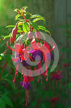 Bright pink fuchsia flowers in the morning garden on blurred background with highlights in the sun