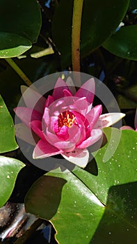 Bright pink fully blooming lotus flower on water surface