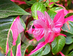Bright Pink or Fuscia Leaves among Greenery - Nature Background - Coleus Blumei - Plectranthus Scutellarioides