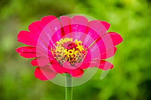 Bright pink garden flower, Asteraceae family, amid garden greenery