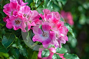 Bright pink garden roses Giro Amorina blooming in summer garden photo