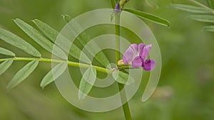 Bright pink garden vetch flower