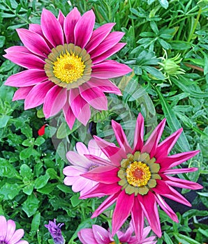 bright pink Gazania flowers