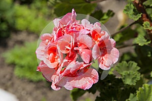 Bright pink geranium flower