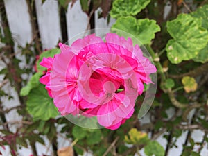 Bright pink geranium flowers. Geranium. Inflorescences