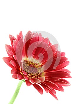 Bright pink gerber daisy isolated