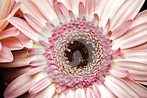 Bright Pink Gerber Daisy Macro Photograph