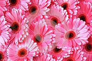 Bright Pink Gerbera Daisies photo