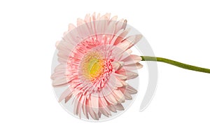 Bright pink gerbera daisy flower isolated on a white