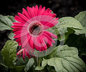 Bright Pink Gerbera Daisy with gap